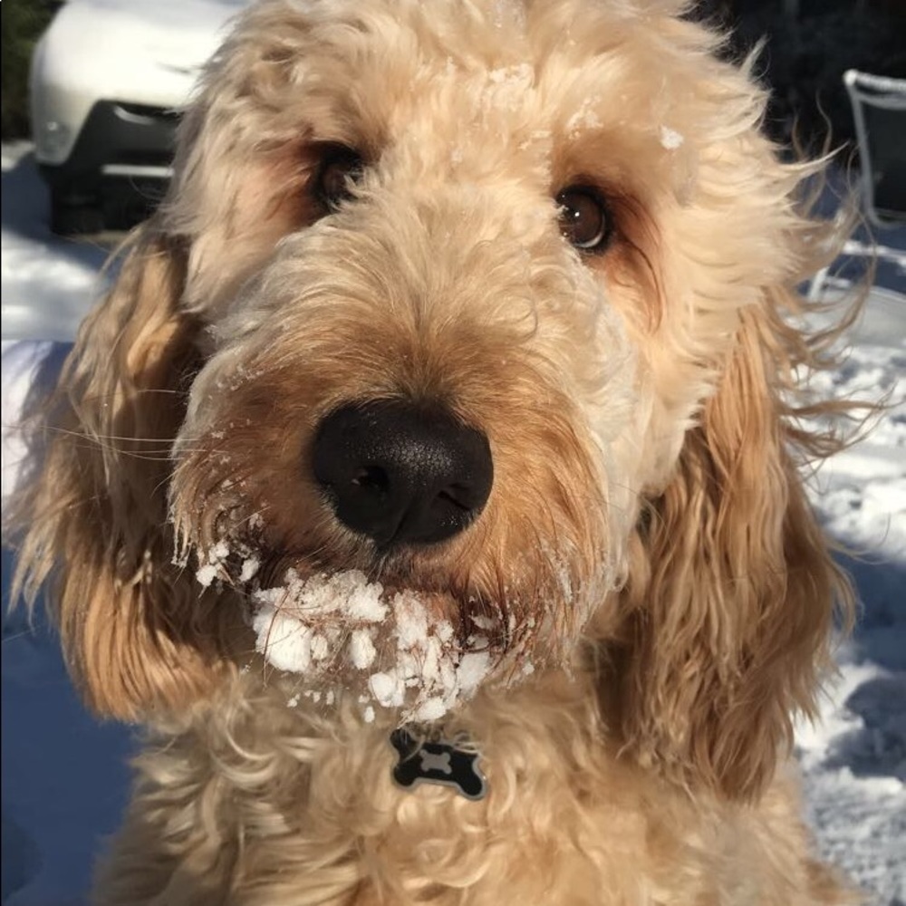 Meet your Posher, Grace